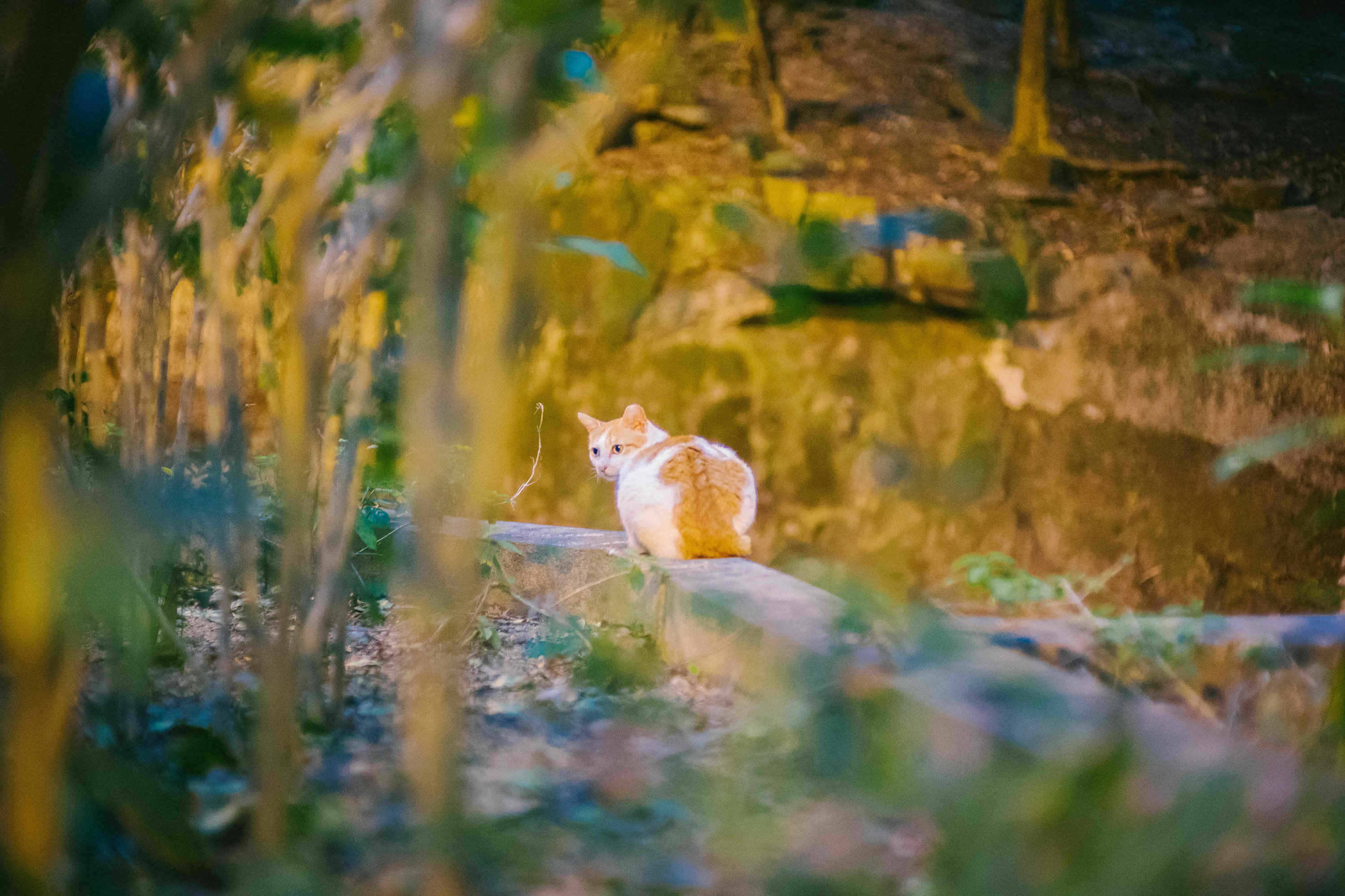 STREET CAT