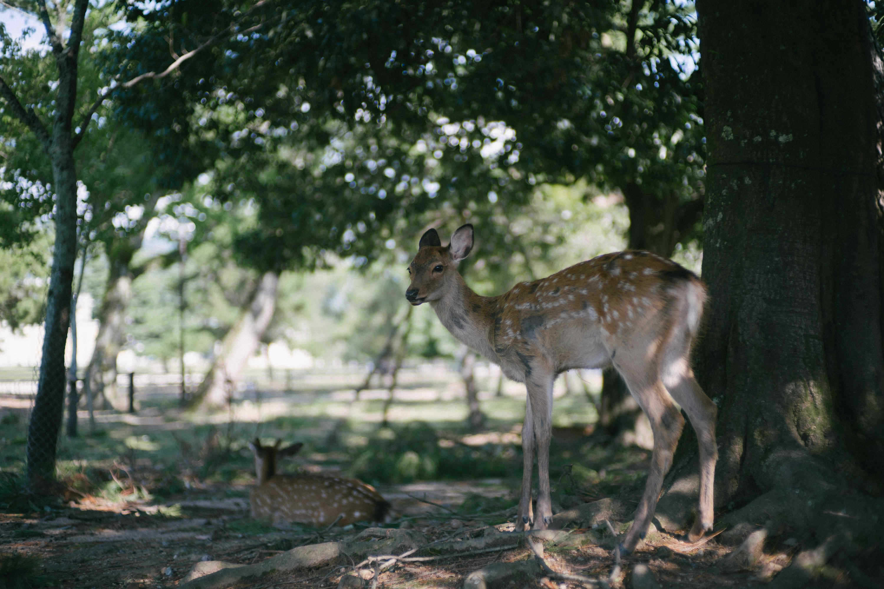 OSAKA DEER